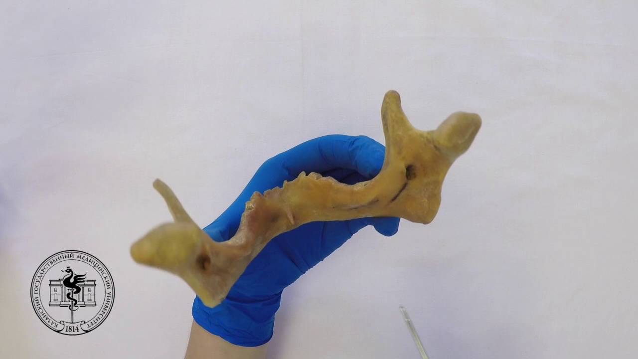 Mandibula