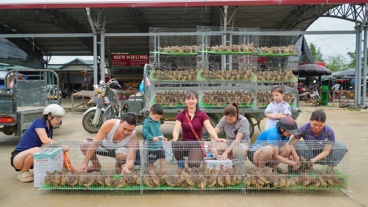 Harvest 200 Quails From The Farmer Woman, Use 3-Wheeled Truck To Transport Quails Go To Market Sell