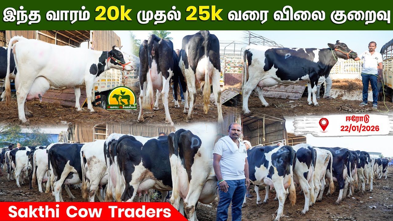 இப்படிப்பட்ட Chance மீண்டும் வராது - மாட்டுக்கு ₹20–25 ஆயிரம் சேமிப்பு @VivasayaArvalargal