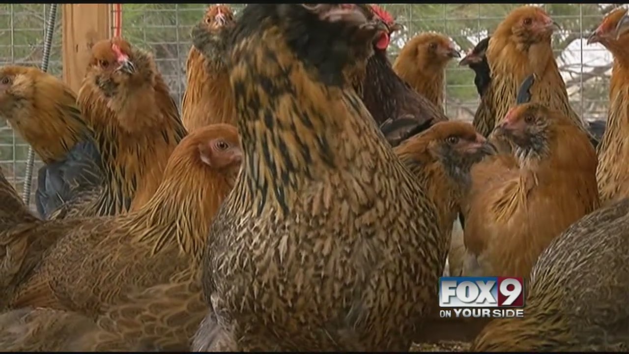 Bird flu quarantine causes worry for chicken breeders