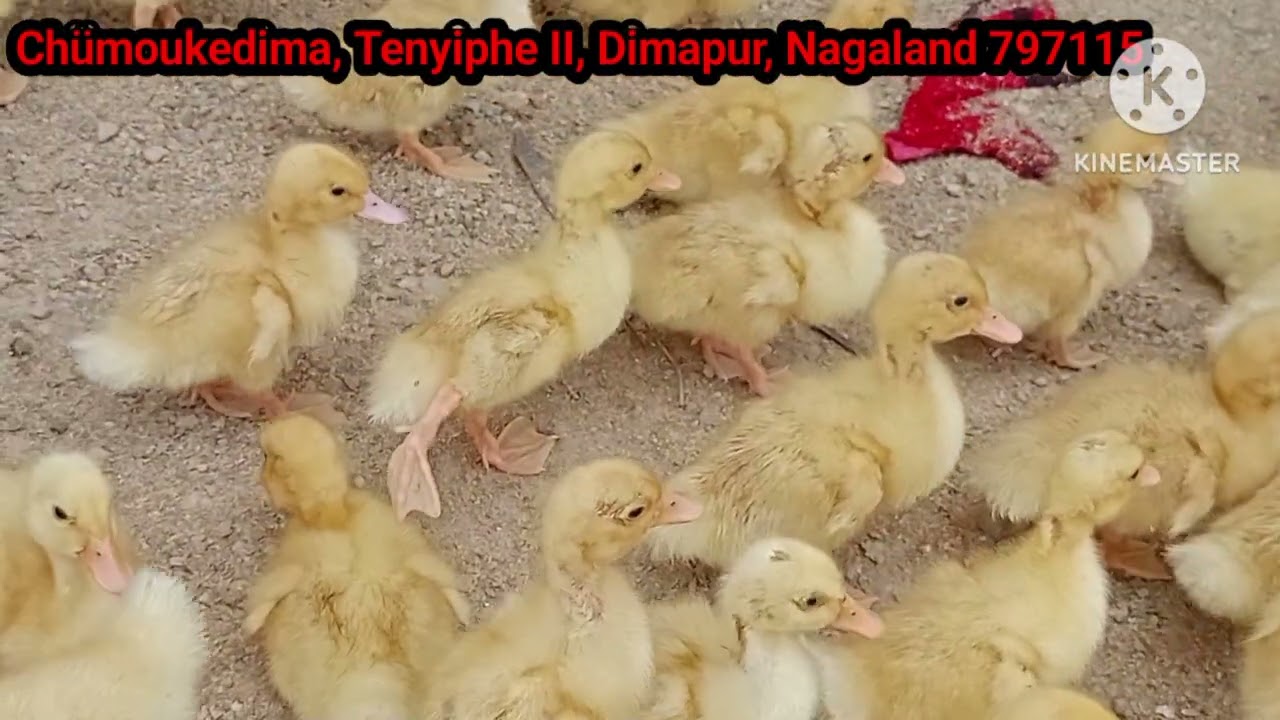 Dimapur Nagaland Kohima delivery available