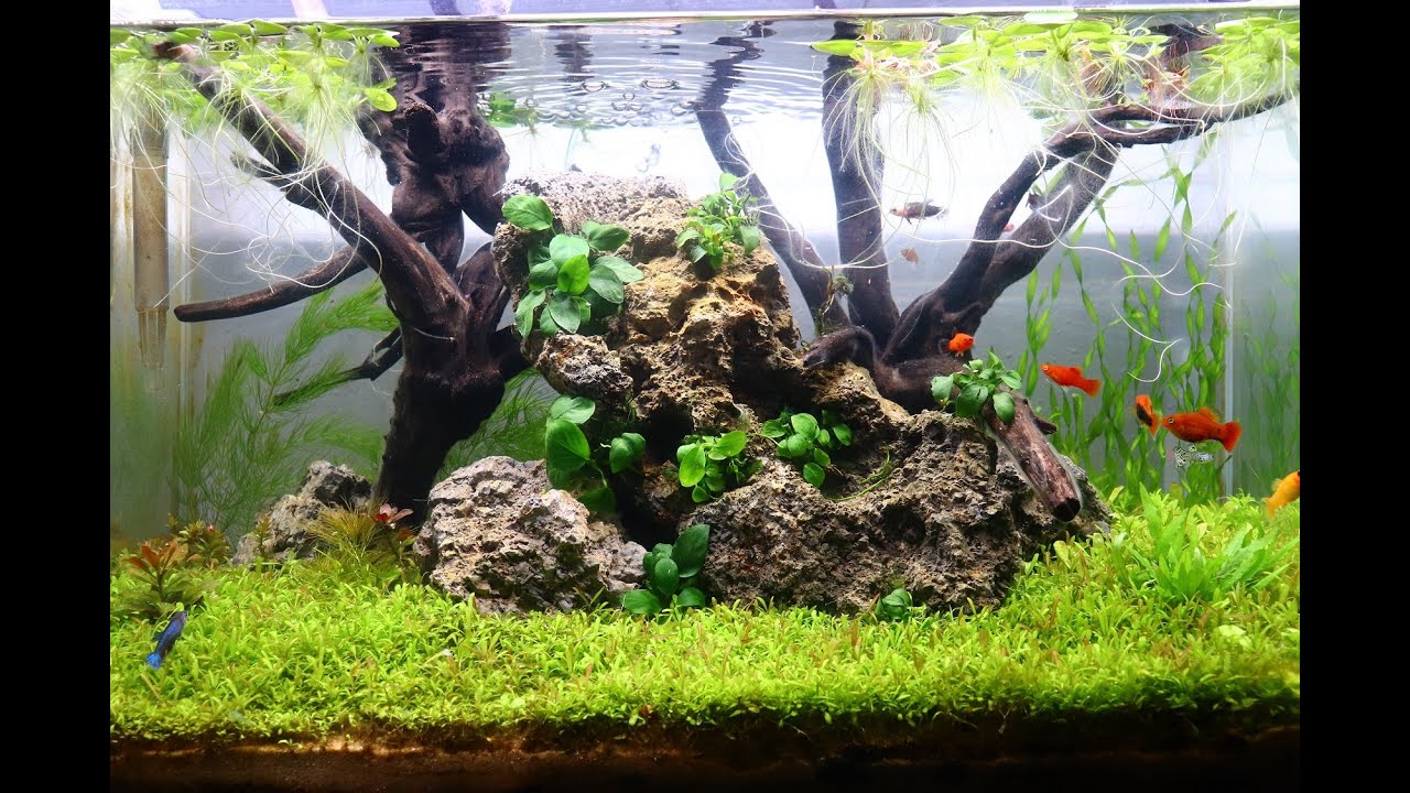 Amazon Seeds - Easy Carpeting Plants *Dry Start Method*