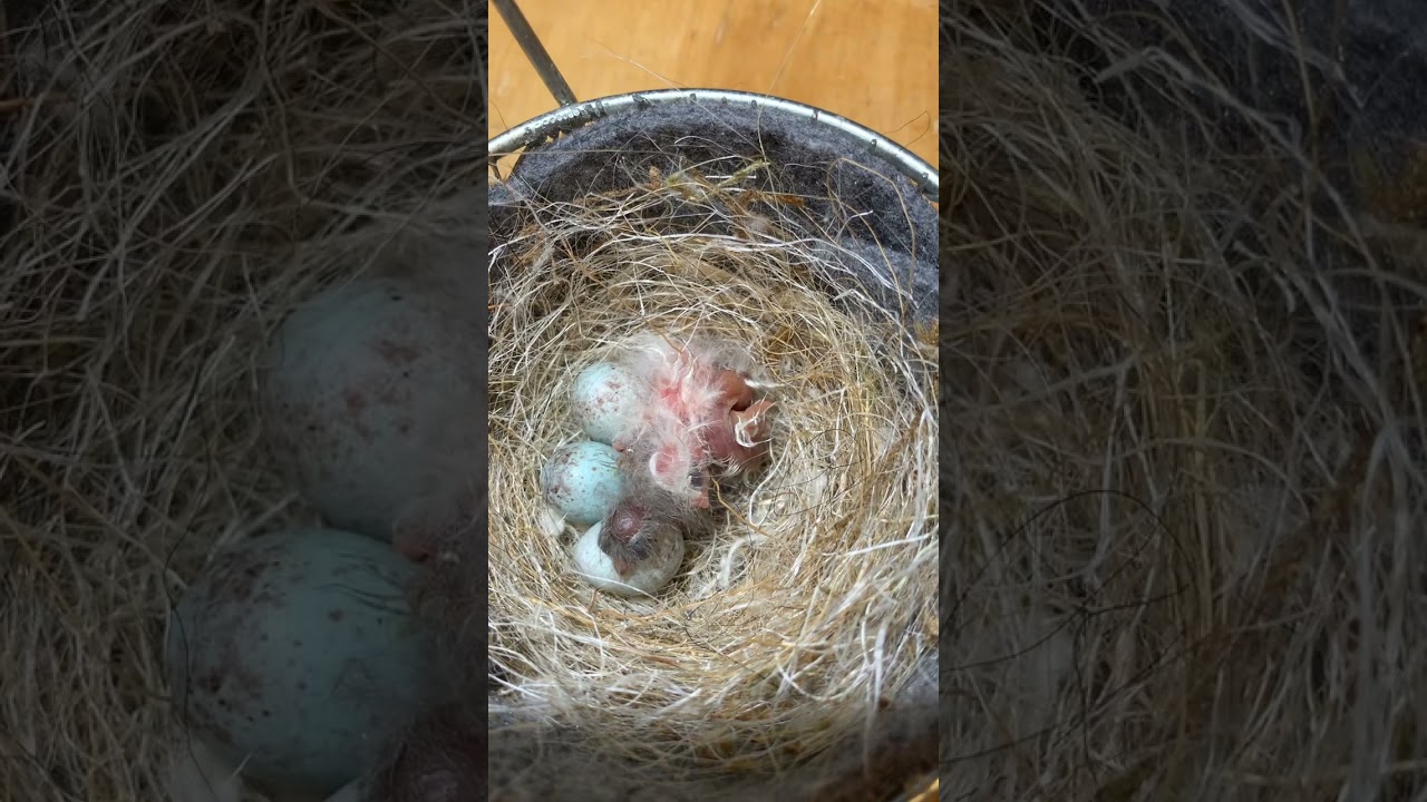 #youtube #animals #love #baby #birds #eggs#canarysinging #canary #canary