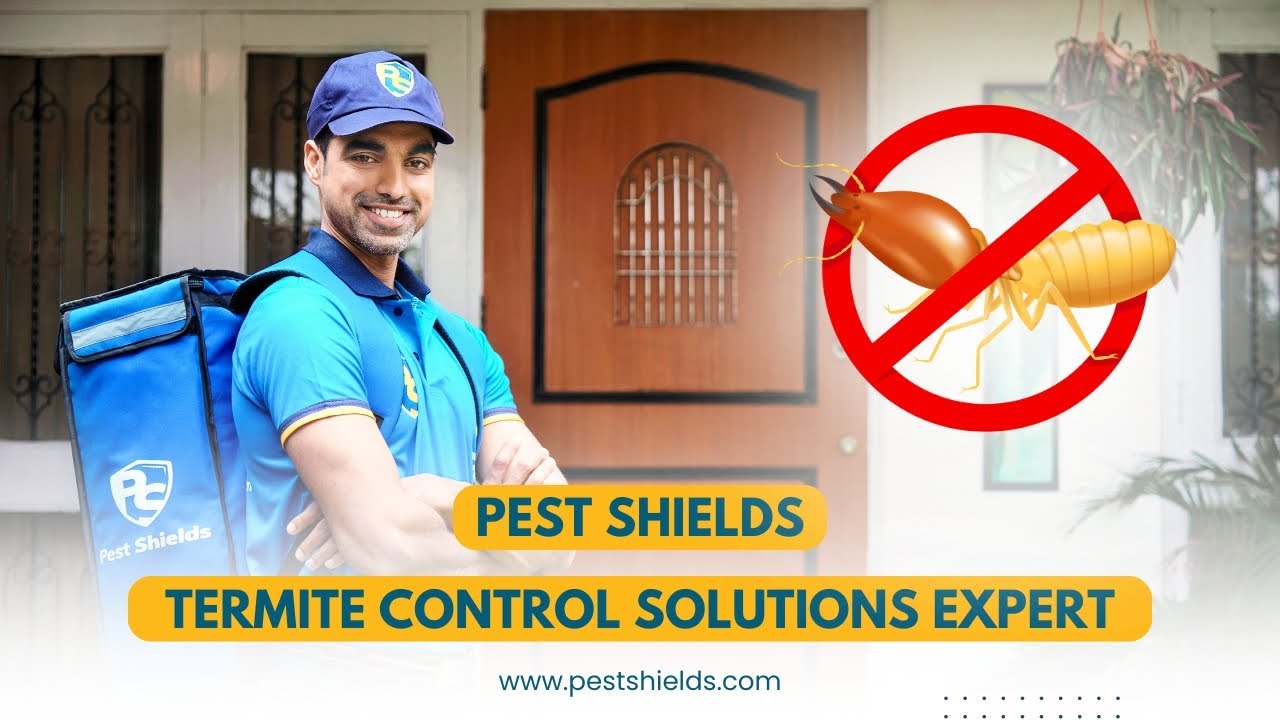 Best Termite Control Service | Pest Shield