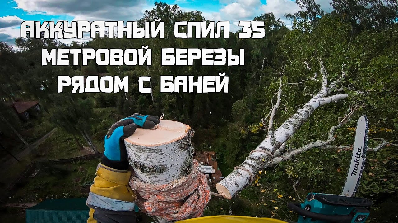Аккуратный спил 35 метровой березы рядом с баней. Тест аккумуляторной пилы Makita. Арбористика.