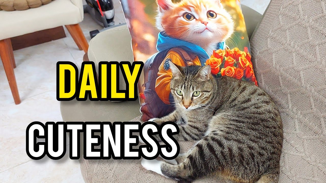 A Relaxed Day with Pirooz 😻 Tabby Cat Eating, Playing & Napping