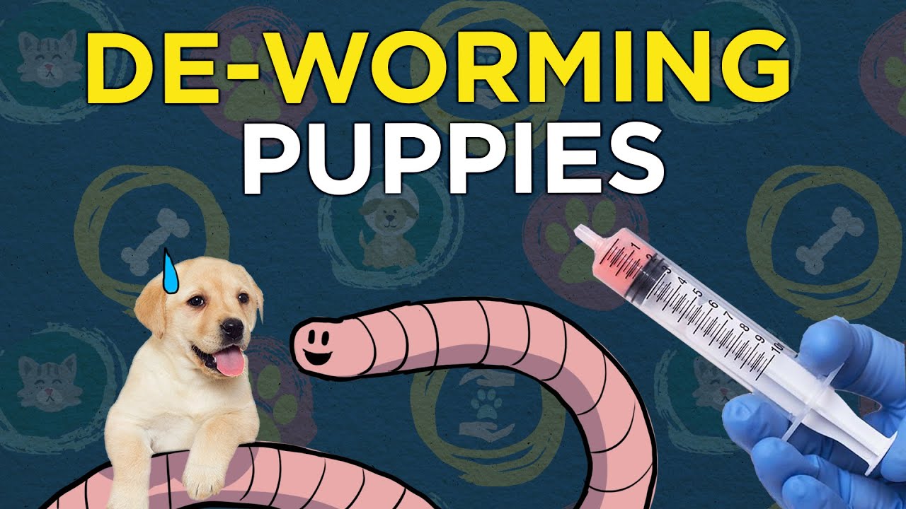De-worming Puppies