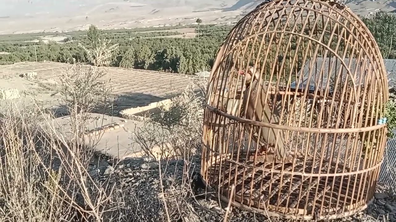 Desi Shikari Chakor Awaz Keklik Madi Female Chakorشکاری چکور آواز مادی چکور@shahidtareen8480#birds