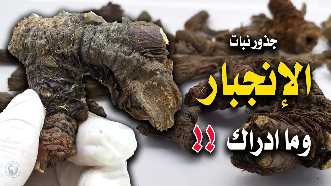 هذا ما سوف يقدمه لك كوب جذور الانجبار تحديدا  - فوائده واستخداماته - سبحان الله