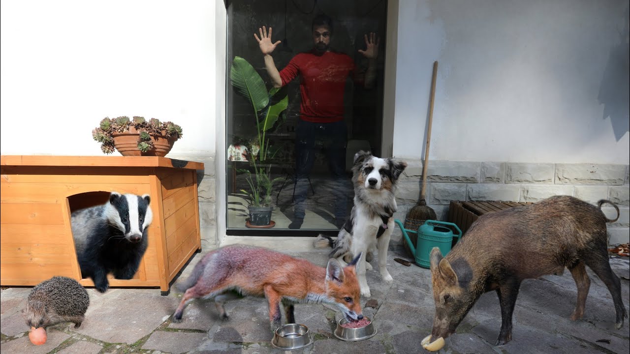 È giusto dare da mangiare agli ANIMALI SELVATICI?