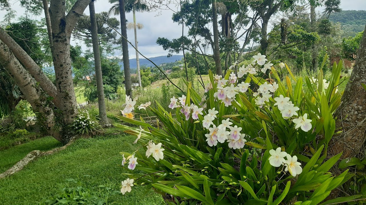 orquidea nativa, Miltonia regnellii. uma explosão de flores.