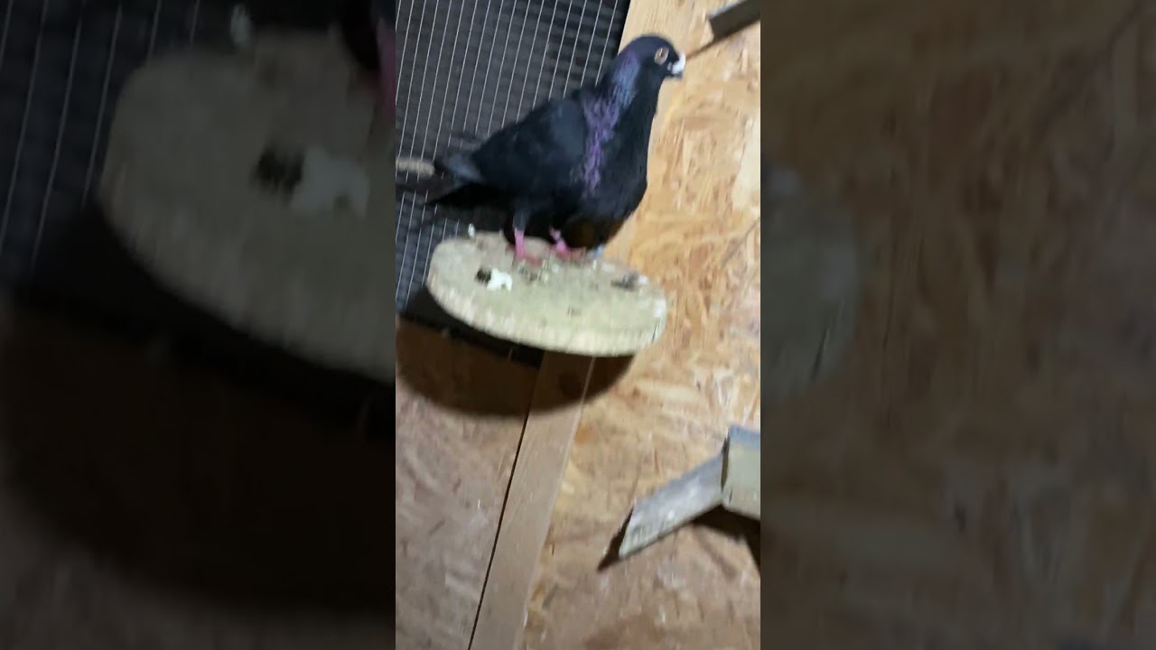 Prezentarea matcii de gusati spaniolo zis si LABORAFORUL LUI DEXTER🤣