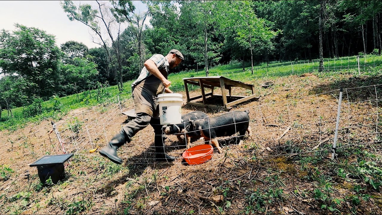 Finally, No Pigs Escaping | What I Learned