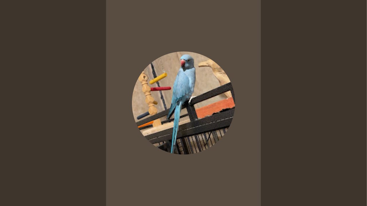 Fun Times of parrots