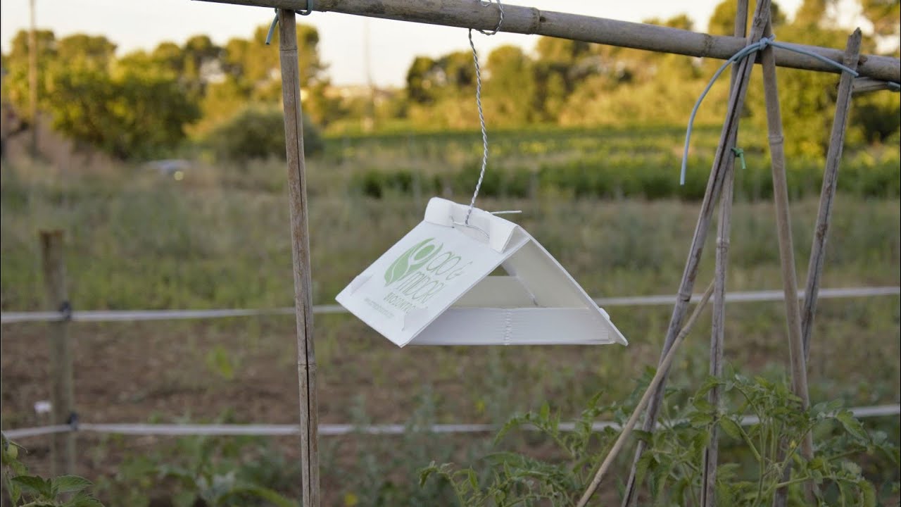 Como proteger el tomate de la tuta con la trampa delta y feromonas
