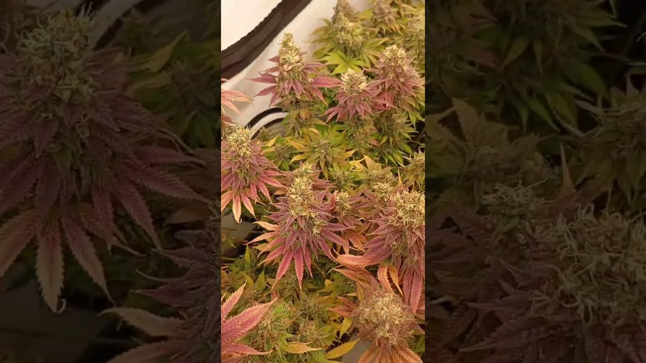 #cannabis #spiderfarmerled 63 jours de floraison pour mes purple punch gelato45 cookies kush 😉