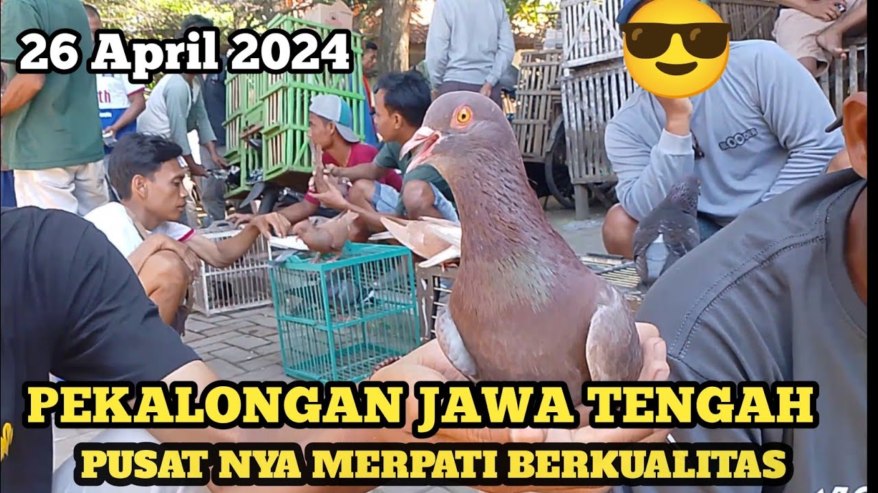 TEMPATNYA MERPATI KENCENG HARGA EKONOMIS.!!  PASAR MERPATI KURIPAN PEKALONGAN 2024