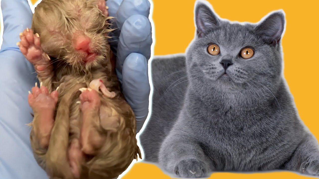 Новая жизнь! Кошка родила 6 котят ❤️ Британская короткошерстная кошка рожает