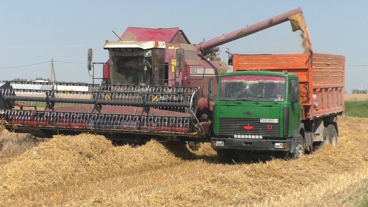 Уборка зерновых культур. Палессе GS12. 2023