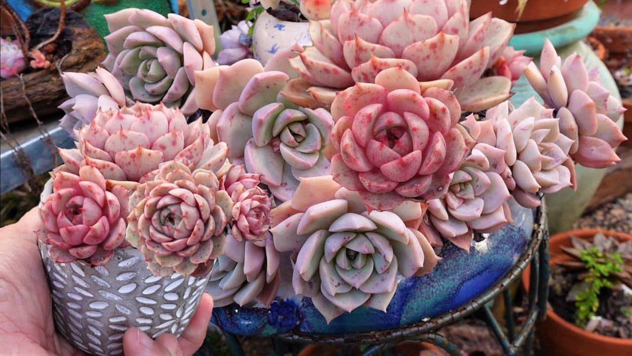 PINK SUCCULENTS | VLOG #139 Succulents & Coffee with Liz