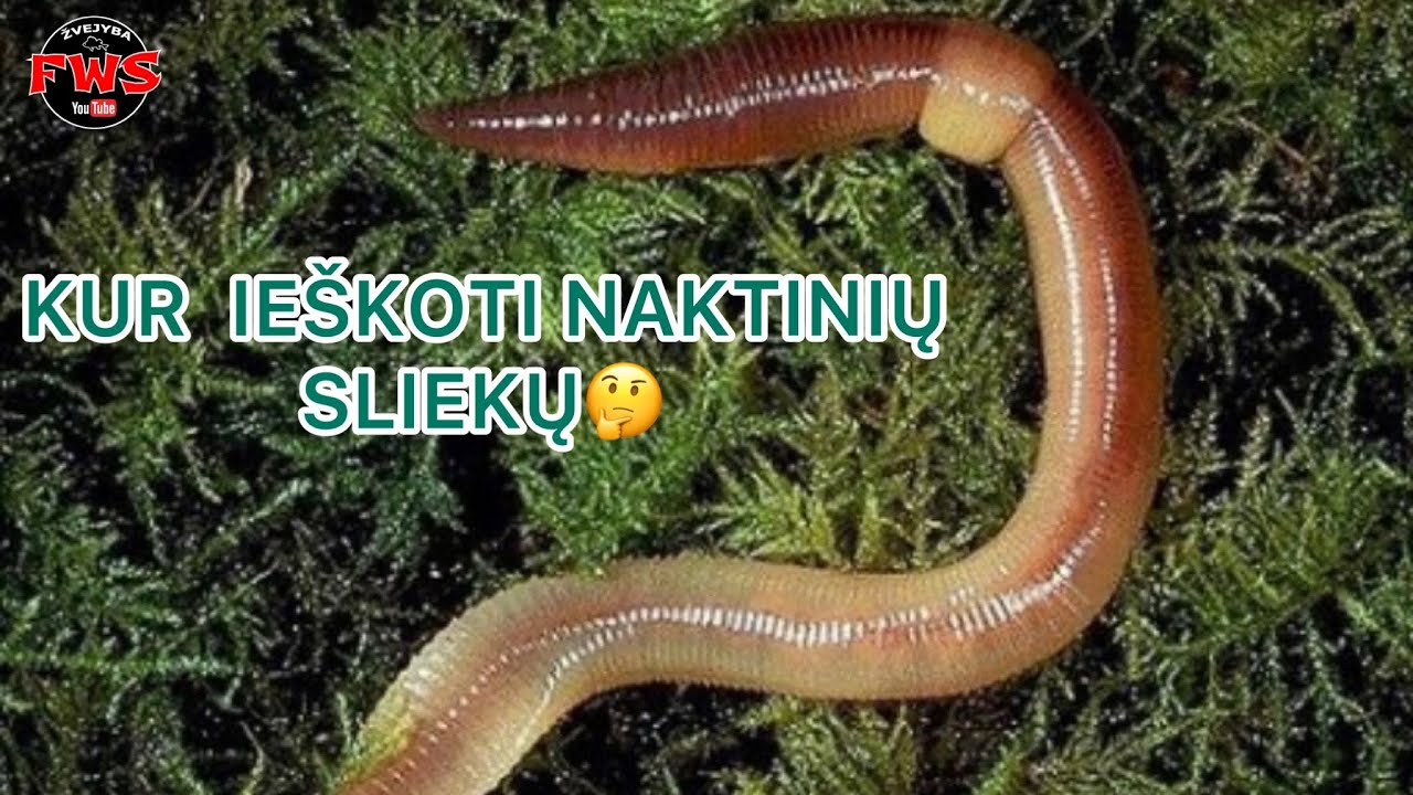 NAKTINIŲ SLIEKŲ RINKIMAS ŽVEJYBAI 2023