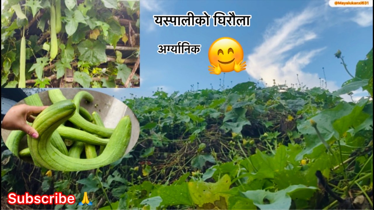 Yespaliko ghiraula🤗|| organic🛖|| @MayaluKanxi631 #villagevlog #village #vlog #video #villagelife
