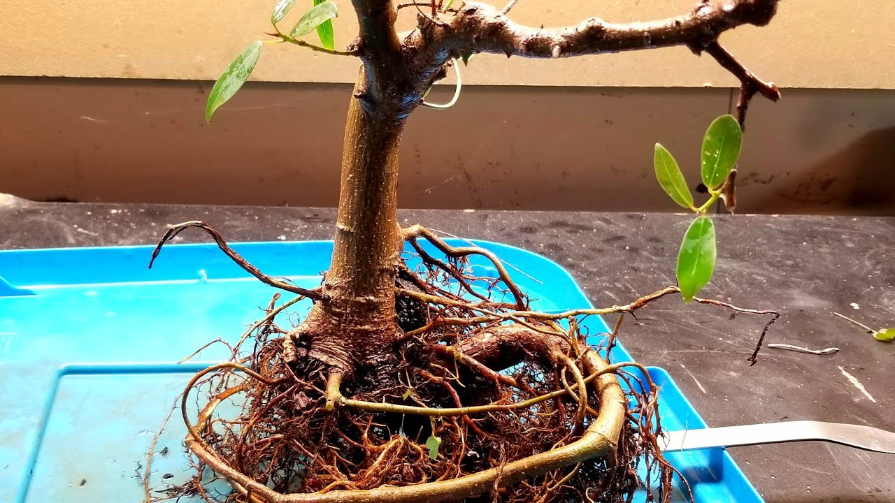 Burtt Davyi Ficus First Repot