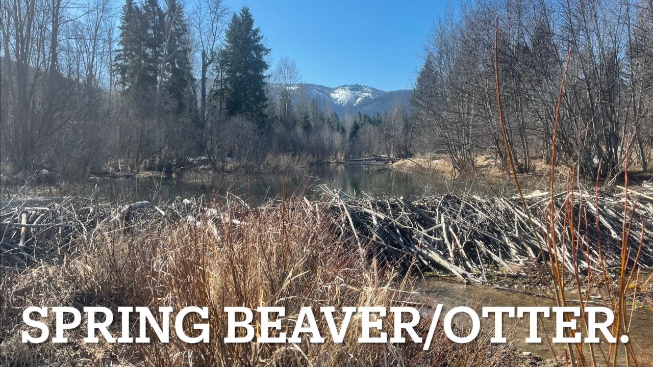 Part one spring beaver/ otter trapping. Set day