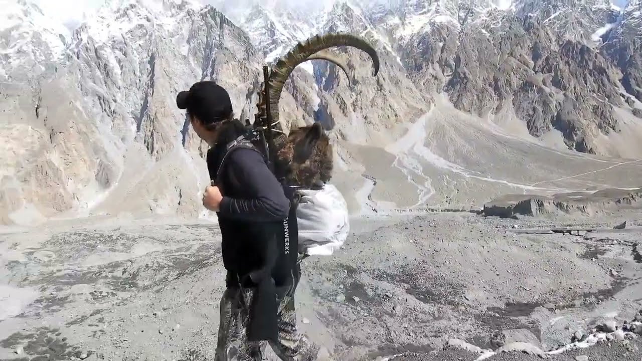 Trophy Ibex Hunting #ibex #hunting #wildlife #trophyhunter #gilgitbaltistan #viral #ytshorts