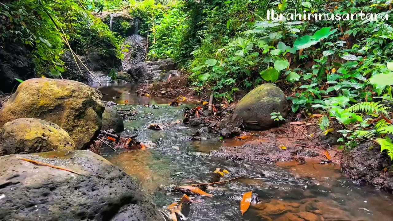 Amazing nature sound for stress relief &relaxation, forest sound, river sound & birds chirping, asmr