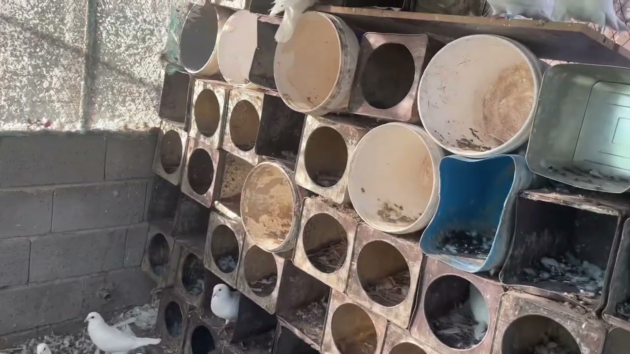 جوله على المحميه والدجاج والحمام وشرحنا التفاصيل للوقايه لاتنسون الاشتراك واللايك 