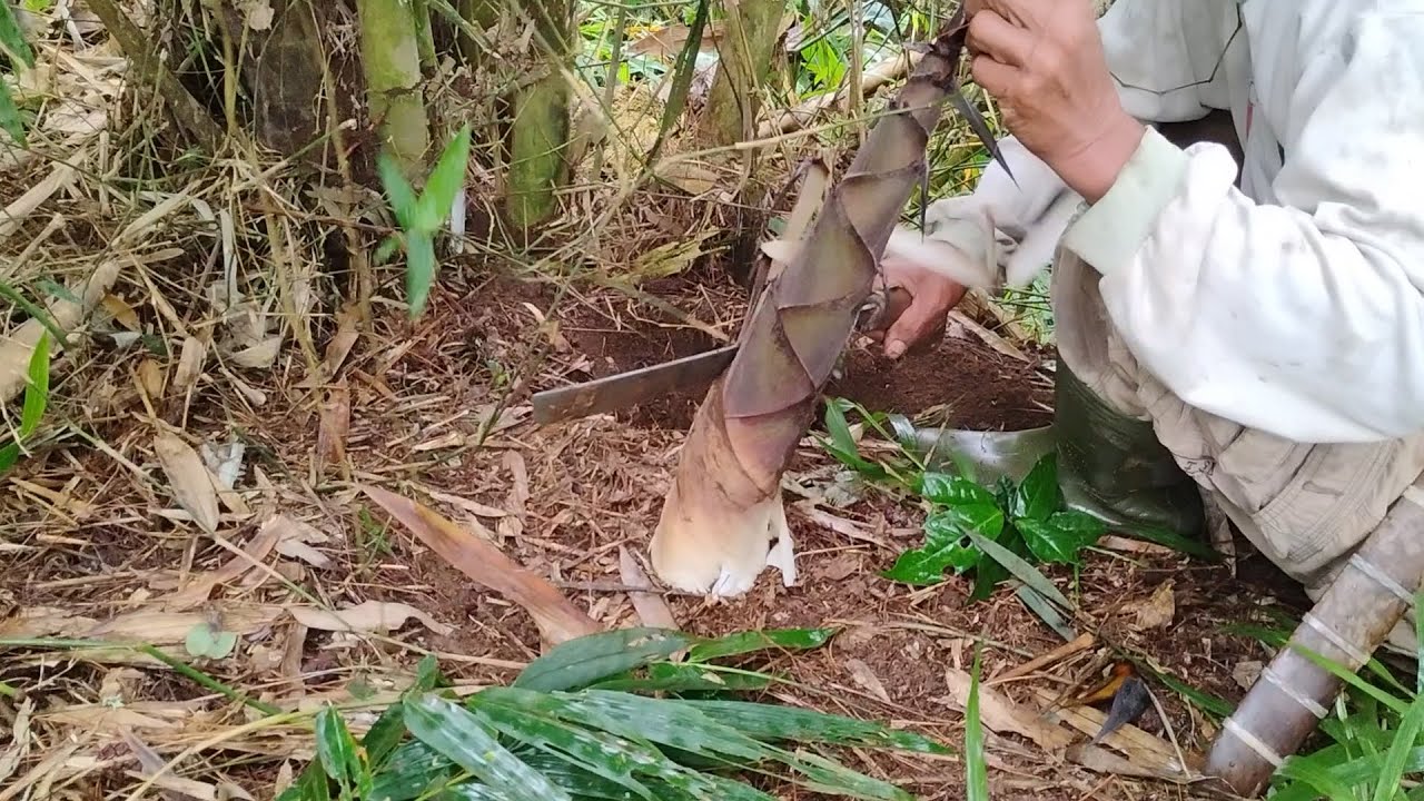 BERBURU REBUNG BAMBU DI PINGGIR SUNGAI HUTAN PINUS