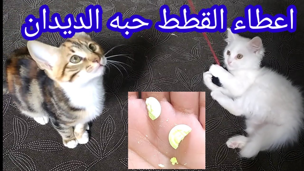 العناية بالقطط طريقة اعطاء دواء الديدان للقطط وكيف تعرف ان قطتك مصابة بالديدان