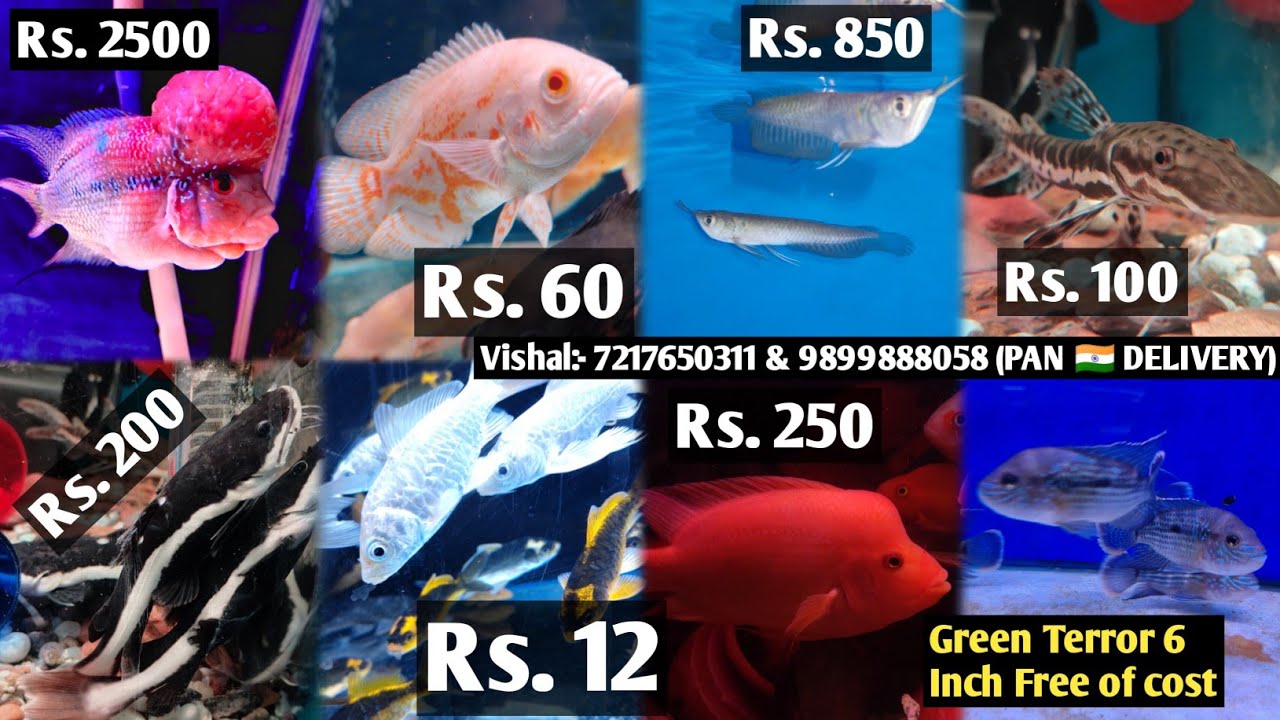 Green Terror 6 inch free में ले जाओ, Oscar fish 40 Rs., Red Parrot fish 200 Rs. की, 5 Rs. से Fishes