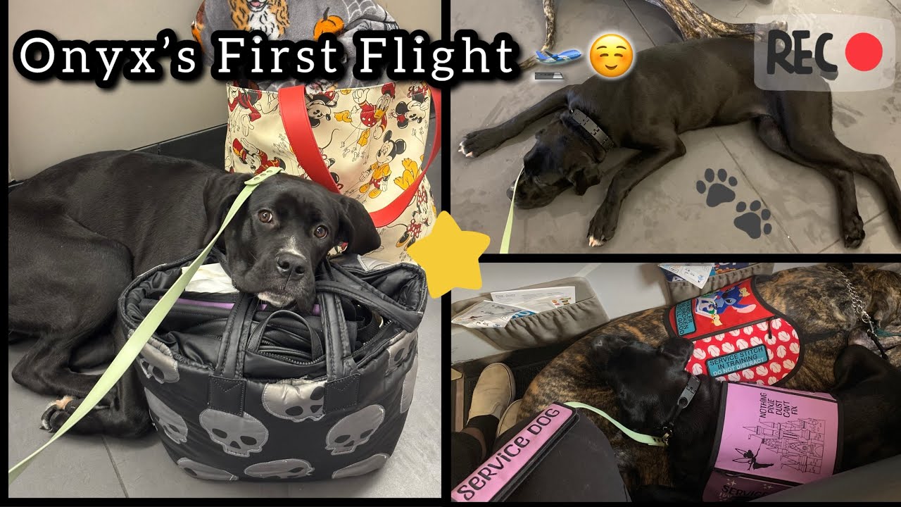 Time for takeoff🛫| Service Dog Travel Day | SDiT Vlog