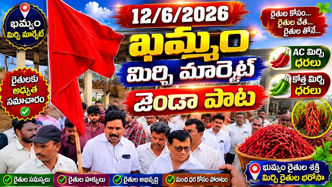 12/06/2026 khammam mirchi market price khammam mirchi market today #dharalu #mirchi#mirchiratetoday