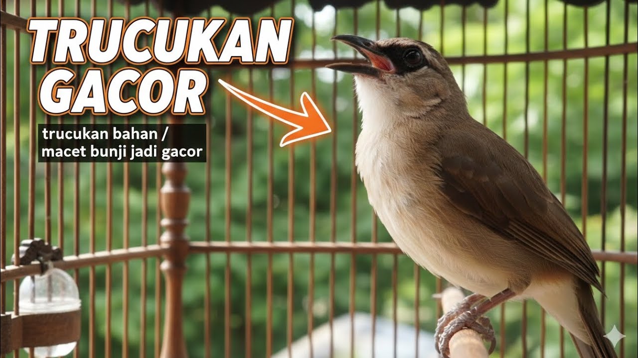 TRUCUKAN GACOR, trucukan ropel panjang jadikan trucukan macet bunyi jadi gacor