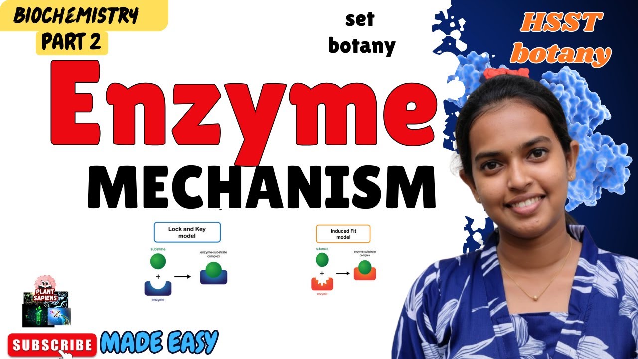 Enzyme Action Explained: Lock & key vs Induced fit theory | HSST & SET Botany |