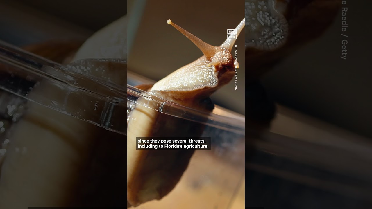Giant Land Snails Are Invading Florida