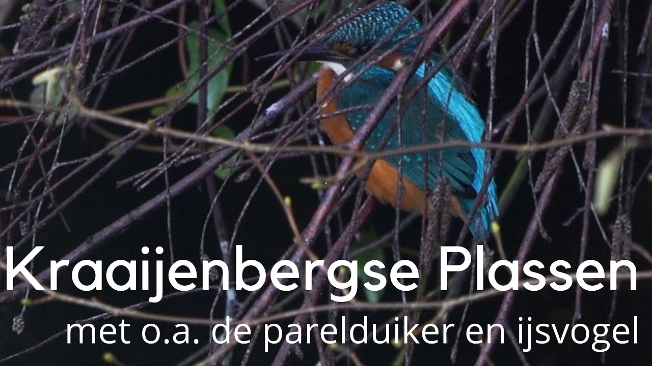 Vogels kijken rond de Kraaijenbergse Plassen met o.a. de parelduiker #1419