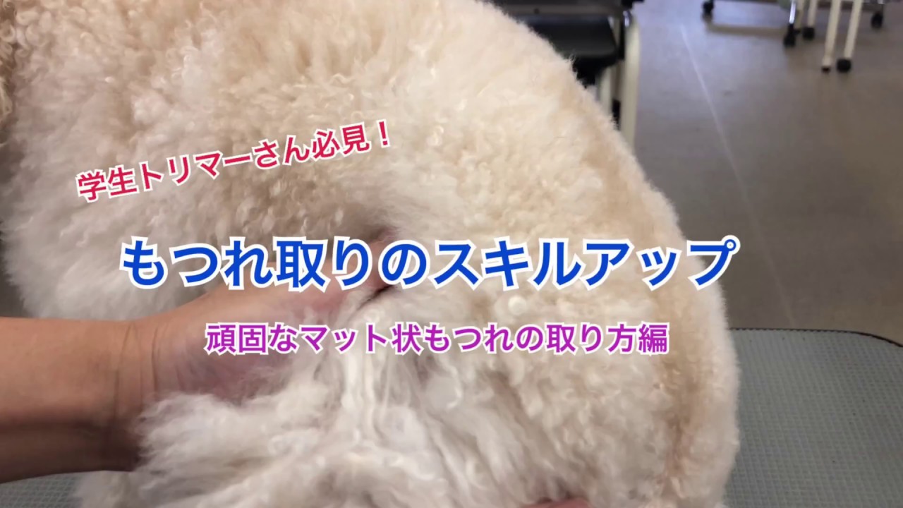 学生トリマーさん必見！もつれ取りのスキルアップ講座