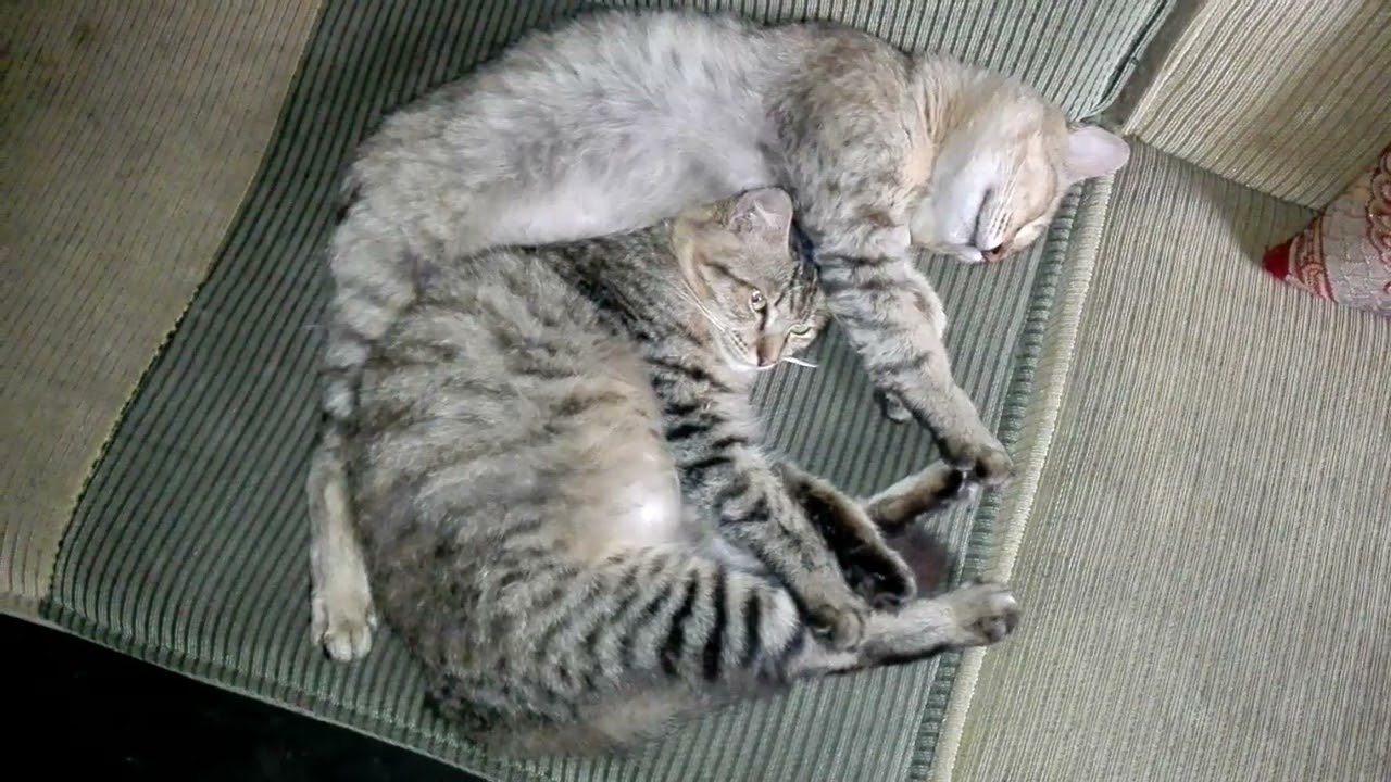 Bobo siang !! #video #nature #animals #animal #cat  #kucing 