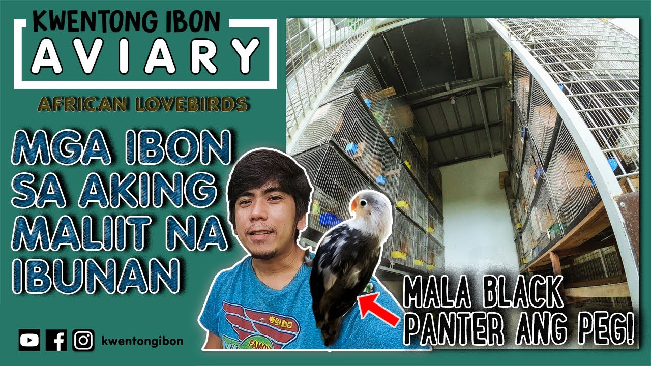 MGA LINYADA NA  IBON SA AKING MALIIT NA IBUNAN | AVIARY NI KWENTONG IBON PART 1 | ENGLISH SUBTITLE