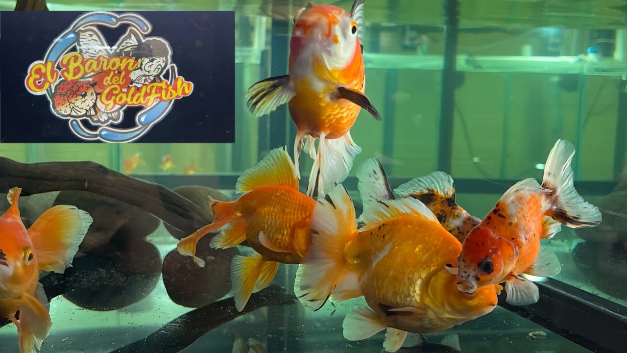 El Barón del GoldFish