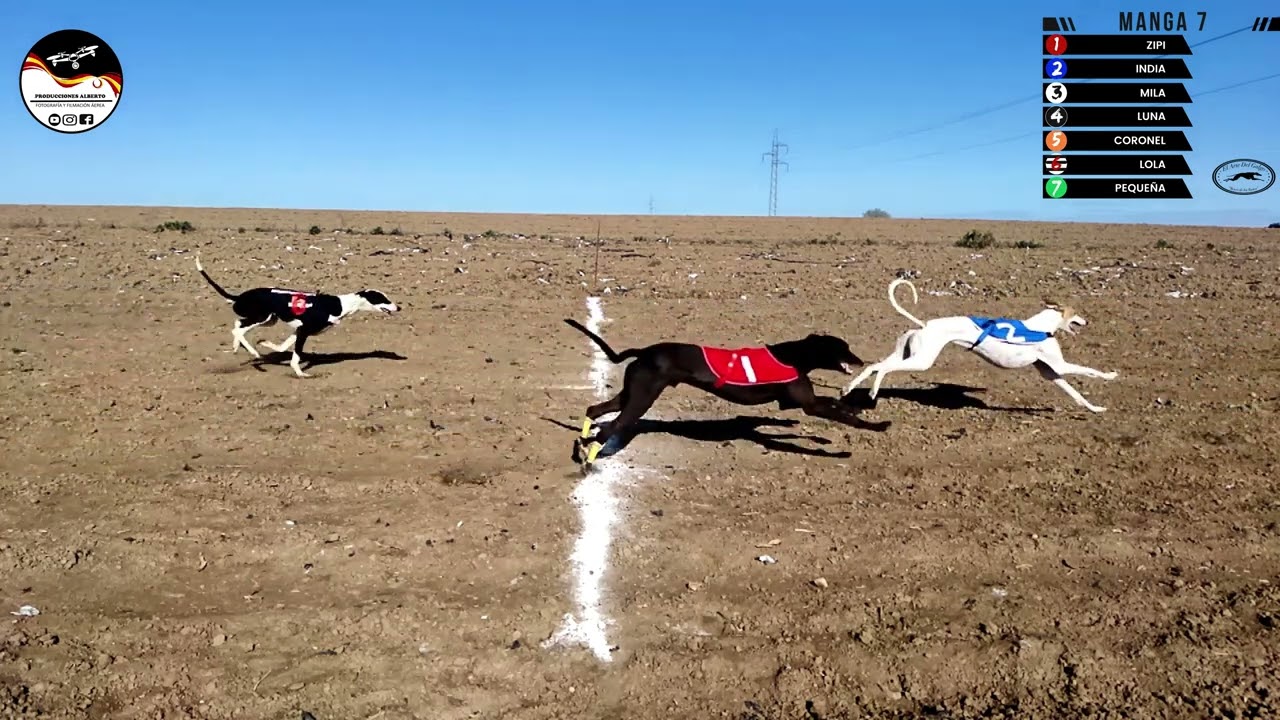 PRODUCCIONES ALBERTO.  I CAMPEONATO DE REGATES , EL ARTE DEL GALGO. 1200M , 6/03/2022