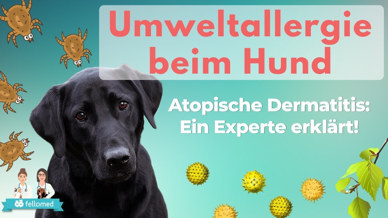 Atopische Dermatitis beim Hund: Alles zu Allergietests, Desensibilisierung und Cytopoint