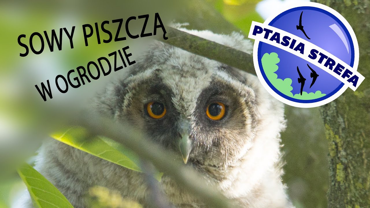Sowy piszczą w ogrodzie
