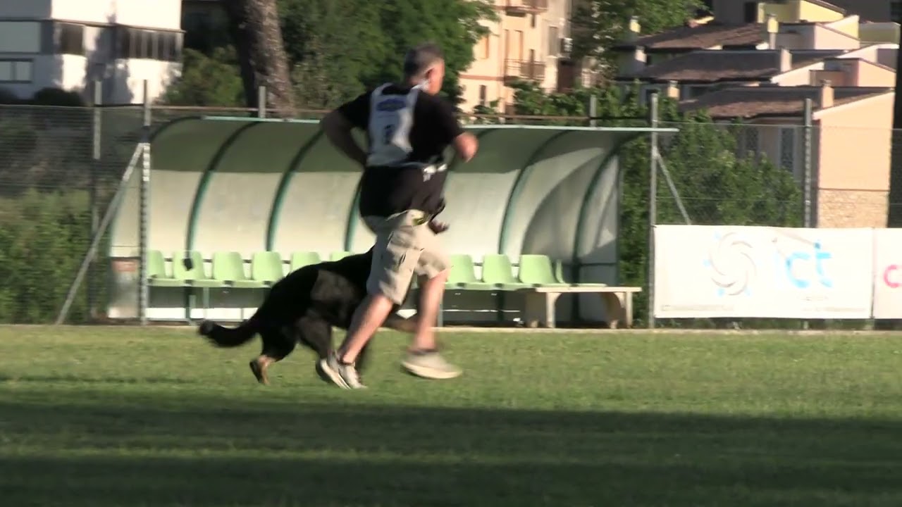II SELEZIONE FCI 2025 LUCA DE GERONE SEZ. B 87 - Sports Dogs - Il Meraviglioso mondo dell'IGP.