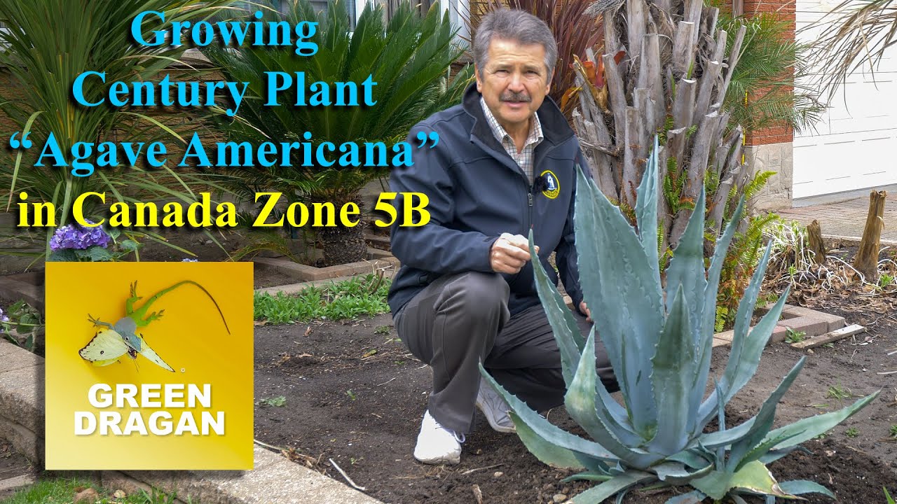 Growing Agave Americana, Century plant Zone5B Canada 4K