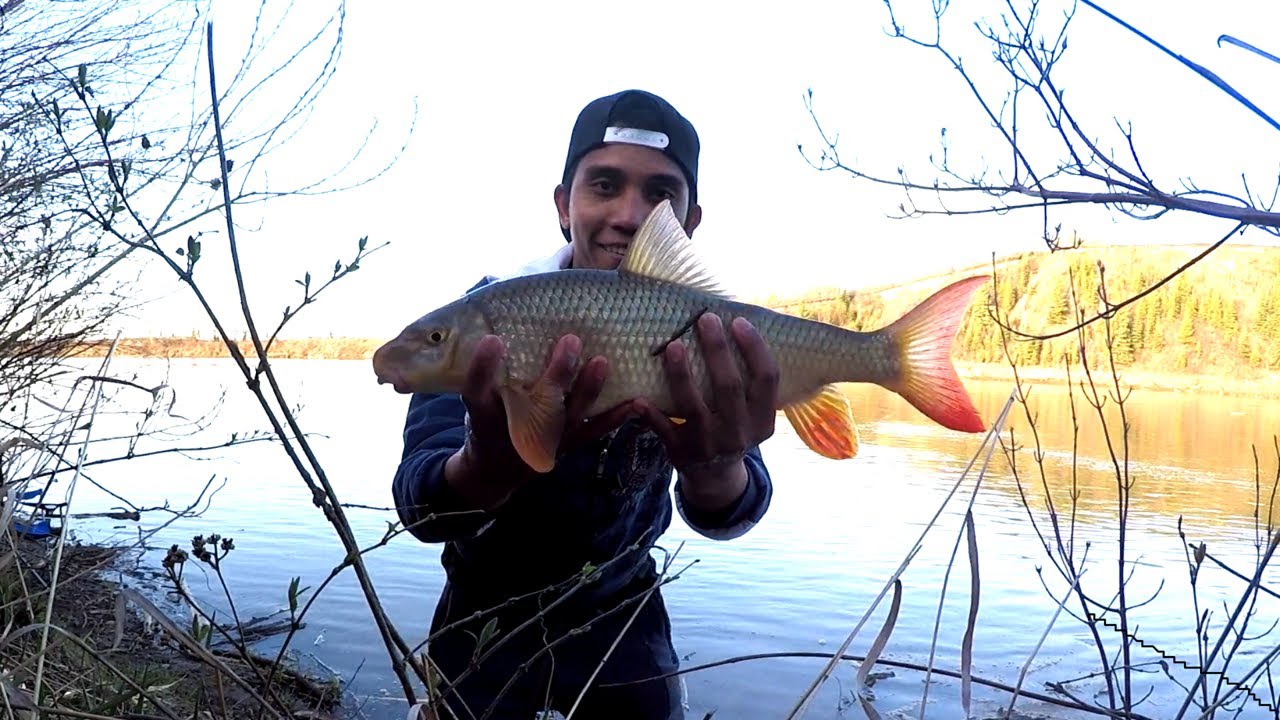 Red horse sucker! (NSR Edmonton) Fishing